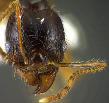 Media type: image;   Entomology 34260 Aspect: head frontal view